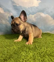 AKC Jagger, a male French Bulldog for sale in Bonne Terre, MO – 8 of 10