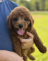 Luca , a male Poodle - Miniature  for sale in Bonne Terre, MO – 3 of 6