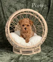 AKC Porter, a male Poodle - Toy  for sale in Bonne Terre, MO – Photo 6 of 10
