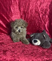 AKC Porter, a male Poodle - Toy  for sale in Bonne Terre, MO – Photo 3 of 10