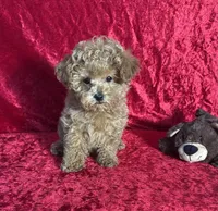 AKC Porter, a male Poodle - Toy  for sale in Bonne Terre, MO – Photo 1 of 10