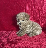 AKC Porter, a male Poodle - Toy  for sale in Bonne Terre, MO – Photo 5 of 10