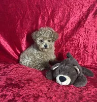 AKC Porter, a male Poodle - Toy  for sale in Bonne Terre, MO – Photo 2 of 10