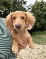 AKC Rowdy , a male Miniature Dachshund for sale in Bonne Terre, MO – 2 of 10