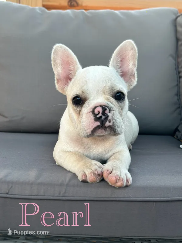 AKC Pearl  – French Bulldog puppy for sale in Bonne Terre, MO