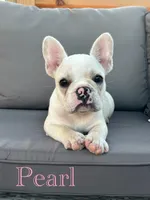 AKC Pearl , a female French Bulldog for sale in Bonne Terre, MO – 1 of 8