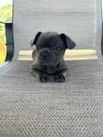 AKC Mabel , a female French Bulldog for sale in Bonne Terre, MO – 4 of 5