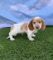 AKC Colter, a male Miniature Dachshund for sale in Bonne Terre, MO – 5 of 10