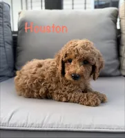 Houston , a male Poodle - Miniature  for sale in Bonne Terre, MO – 1 of 7