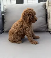 Holden , a male Poodle - Miniature  for sale in Bonne Terre, MO – 10 of 10