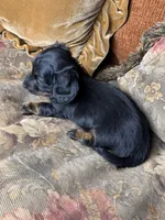 AKC Chloe , a female Miniature Dachshund for sale in Bonne Terre, MO – 3 of 8