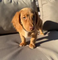 AKC Conway, a male Miniature Dachshund for sale in Bonne Terre, MO – 2 of 10