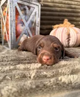 AKC Benny, a male Miniature Dachshund for sale in Bonne Terre, MO – 4 of 8