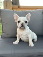 AKC Pearl , a female French Bulldog for sale in Bonne Terre, MO – 3 of 8