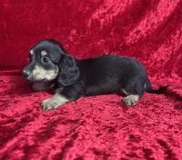 AKC Sutton , a male Miniature Dachshund for sale in Bonne Terre, MO – 4 of 7