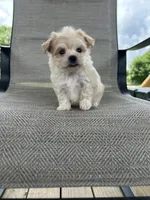 Gilly , a male Maltipoo for sale in Bonne Terre, MO – 7 of 8