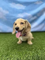 AKC Stetson , a male Miniature Dachshund for sale in Bonne Terre, MO – 3 of 10