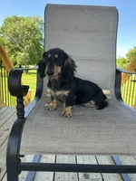 AKC Asher, a male Miniature Dachshund for sale in Bonne Terre, MO – 8 of 8