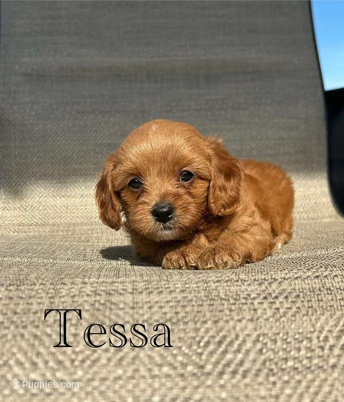 APRI Tessa  – Cavapoo puppy for sale in Bonne Terre, MO