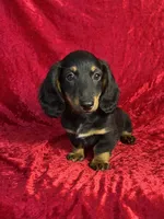 AKC Banks, a male Miniature Dachshund for sale in Bonne Terre, MO – 3 of 10