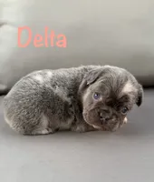 AKC Delta, a female French Bulldog for sale in Bonne Terre, MO – 1 of 10