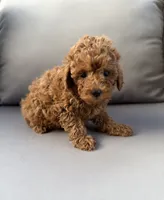 Harper , a female Poodle - Miniature  for sale in Bonne Terre, MO – 5 of 8