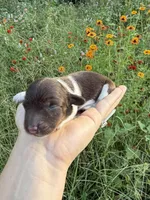 AKC Loretta , a female Miniature Dachshund for sale in Bonne Terre, MO – 4 of 10