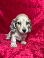 AKC Stetson , a male Miniature Dachshund for sale in Bonne Terre, MO – 1 of 8