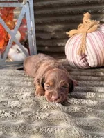 AKC Blakely, a female Miniature Dachshund for sale in Bonne Terre, MO – 6 of 6