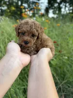 Rosie, a female Poodle - Toy  for sale in Bonne Terre, MO – 3 of 8