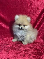 AKC Muffin, a male Pomeranian for sale in Bonne Terre, MO – 2 of 10