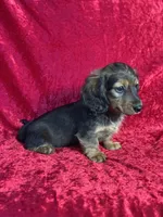 AKC Charlotte , a female Miniature Dachshund for sale in Bonne Terre, MO – 3 of 10