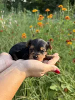 Drew, a male Yorkshire Terrier for sale in Bonne Terre, MO – 2 of 8