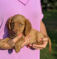 AKC Conway, a male Miniature Dachshund for sale in Bonne Terre, MO – 6 of 10