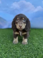 AKC Connor , a male Miniature Dachshund for sale in Bonne Terre, MO – 5 of 10