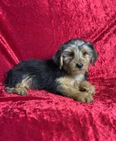 APRI Handsome Hank, a male Yorkshire Terrier for sale in Bonne Terre, MO – 6 of 6