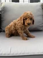 Houston , a male Poodle - Miniature  for sale in Bonne Terre, MO – 2 of 7