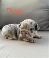 AKC Dusty, a male French Bulldog for sale in Bonne Terre, MO – 1 of 8