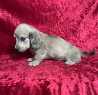 AKC Stetson , a male Miniature Dachshund for sale in Bonne Terre, MO – 6 of 8