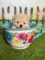 AKC Pebbles, a male Pomeranian for sale in Bonne Terre, MO – 2 of 8