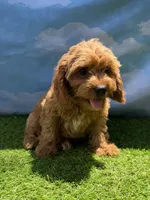 APRI Asher, a male Cavapoo for sale in Bonne Terre, MO – 6 of 10