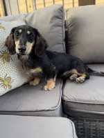 AKC Sutton , a male Miniature Dachshund for sale in Bonne Terre, MO – 5 of 10