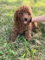 Lane , a male Poodle - Miniature  for sale in Bonne Terre, MO – 5 of 5
