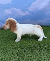 AKC Colter, a male Miniature Dachshund for sale in Bonne Terre, MO – 4 of 10