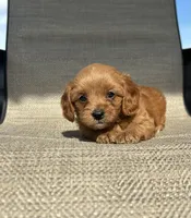 APRI Tessa , a female Cavapoo for sale in Bonne Terre, MO – 4 of 10