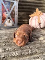 AKC, a male Miniature Dachshund for sale in Bonne Terre, MO – 6 of 6
