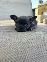 AKC Marlie, a female French Bulldog for sale in Bonne Terre, MO – 5 of 5