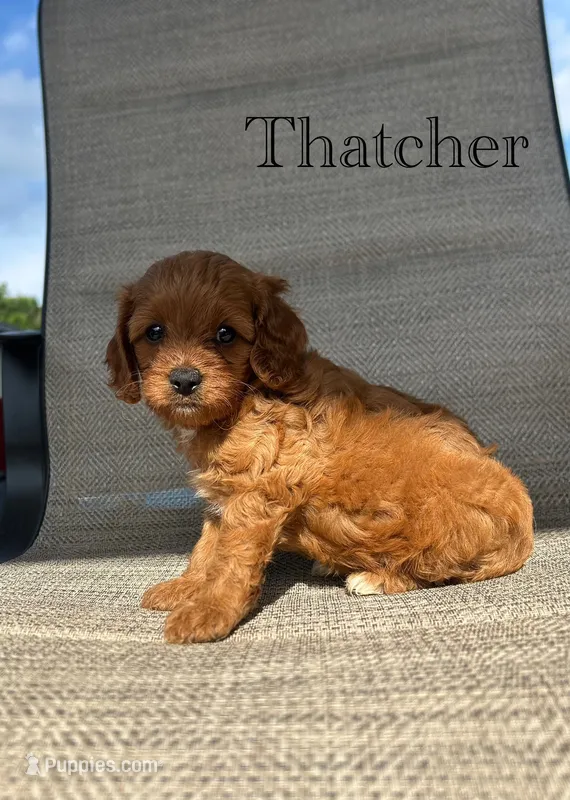 APRI Thatcher  – Cavapoo puppy for sale in Bonne Terre, MO
