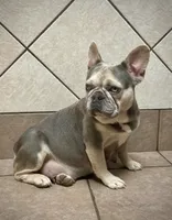 AKC Diesel , a male French Bulldog for sale in Bonne Terre, MO – 9 of 10