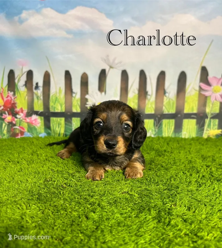 AKC Charlotte  – Miniature Dachshund puppy for sale in Bonne Terre, MO